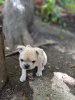 Orange Fm, a female French Bulldog for sale in East Peoria, IL – Photo 5 of 6