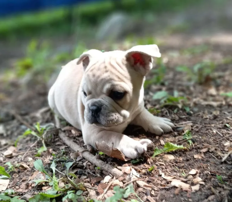 Orange Fm – French Bulldog puppy for sale in East Peoria, IL