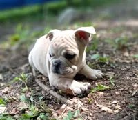 Orange Fm, a female French Bulldog for sale in East Peoria, IL – Photo 1 of 6