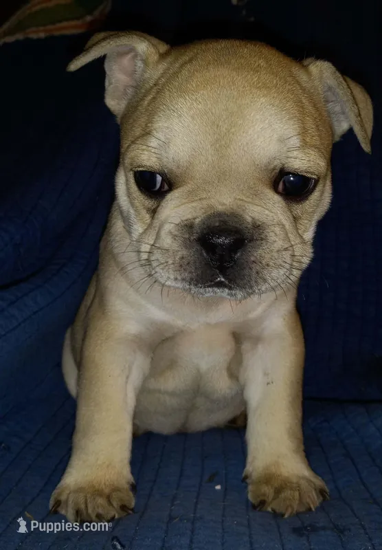 Edith – French Bulldog puppy for sale in East Peoria, IL