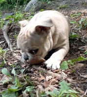 Orange Fm, a female French Bulldog for sale in East Peoria, IL – Photo 4 of 6