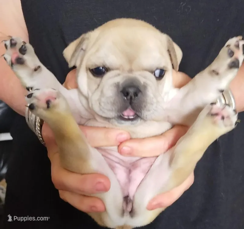 Edith – French Bulldog puppy for sale in East Peoria, IL