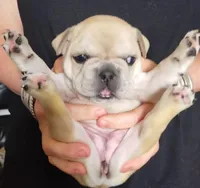 Edith, a  French Bulldog for sale in East Peoria, IL – Photo 1 of 2