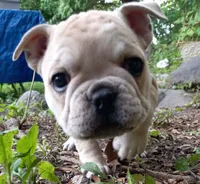 Orange Fm, a female French Bulldog for sale in East Peoria, IL – Photo 3 of 6