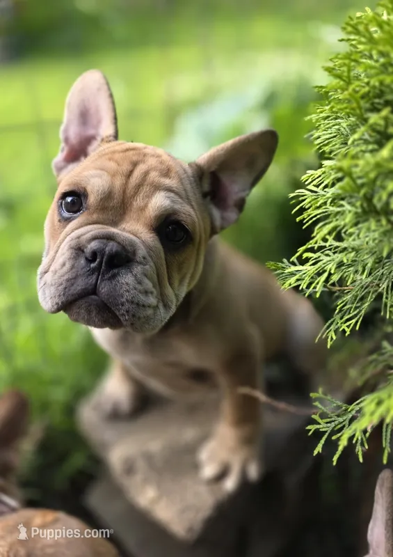 Blue – French Bulldog puppy for sale in East Peoria, IL