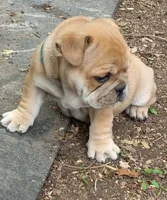 Blue, a male French Bulldog for sale in East Peoria, IL – Photo 4 of 5