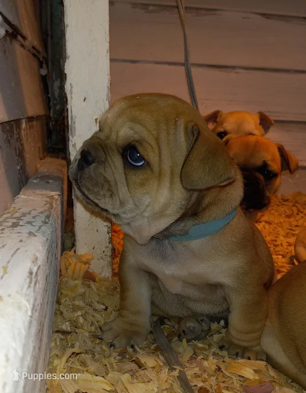 Kevin – French Bulldog puppy for sale in East Peoria, IL