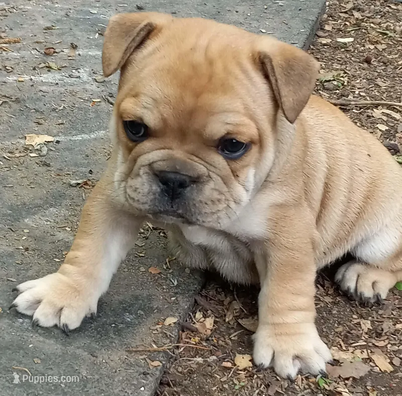 Blue – French Bulldog puppy for sale in East Peoria, IL