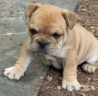 Blue, a male French Bulldog for sale in East Peoria, IL – Photo 1 of 5