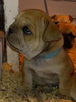 Blue, a male French Bulldog for sale in East Peoria, IL – Photo 3 of 5