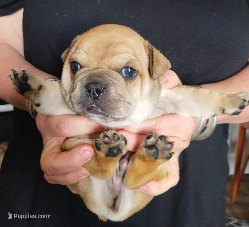 Kevin – French Bulldog puppy for sale in East Peoria, IL