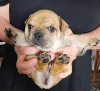 Kevin, a  French Bulldog for sale in East Peoria, IL – Photo 1 of 2