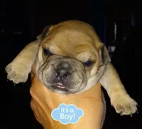 Kevin, a  French Bulldog for sale in East Peoria, IL – Photo 2 of 2