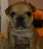 Blue, a male French Bulldog for sale in East Peoria, IL – Photo 2 of 5