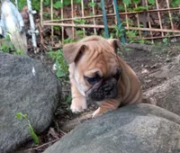 Green, a male French Bulldog for sale in East Peoria, IL – Photo 4 of 5