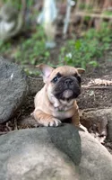 Green, a male French Bulldog for sale in East Peoria, IL – Photo 2 of 5