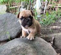 Green, a male French Bulldog for sale in East Peoria, IL – Photo 5 of 5