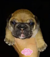 Hazel, a  French Bulldog for sale in East Peoria, IL – Photo 2 of 2