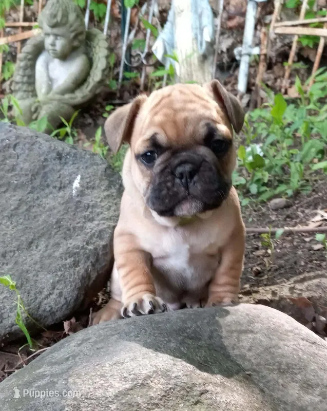 Green – French Bulldog puppy for sale in East Peoria, IL