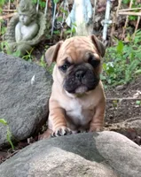 Green, a male French Bulldog for sale in East Peoria, IL – Photo 1 of 5
