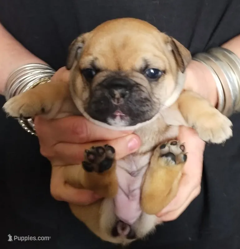 Hazel – French Bulldog puppy for sale in East Peoria, IL