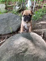Green, a male French Bulldog for sale in East Peoria, IL – Photo 3 of 5