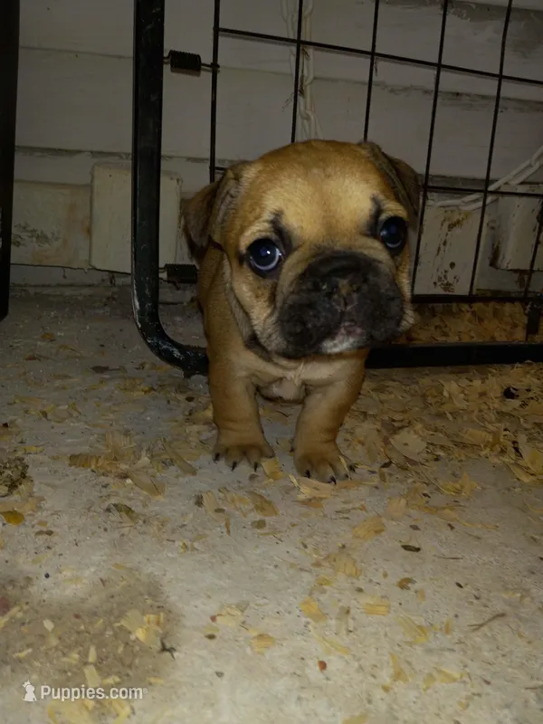 Hazel – French Bulldog puppy for sale in East Peoria, IL