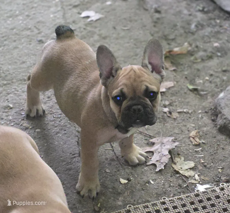 Red – French Bulldog puppy for sale in East Peoria, IL