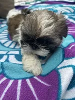 Lil Bit, a female Shih Tzu for sale in Winston-Salem, NC – 5 of 8