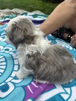 Big Gray, a male Shih Tzu for sale in Winston-Salem, NC – 2 of 8