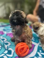 Brownie, a female Shih Tzu for sale in Winston-Salem, NC – 5 of 8