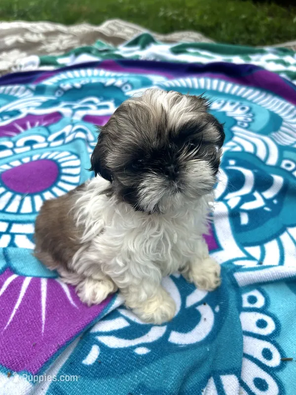 Lil Bit – Shih Tzu puppy on hold in Winston-Salem, NC