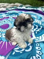 Lil Bit, a female Shih Tzu for sale in Winston-Salem, NC – 1 of 8