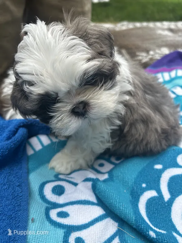 Bubba – Shih Tzu puppy for sale in Winston-Salem, NC