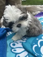 Big Gray, a male Shih Tzu for sale in Winston-Salem, NC – 4 of 8
