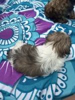 Lil Bit, a female Shih Tzu for sale in Winston-Salem, NC – 4 of 8