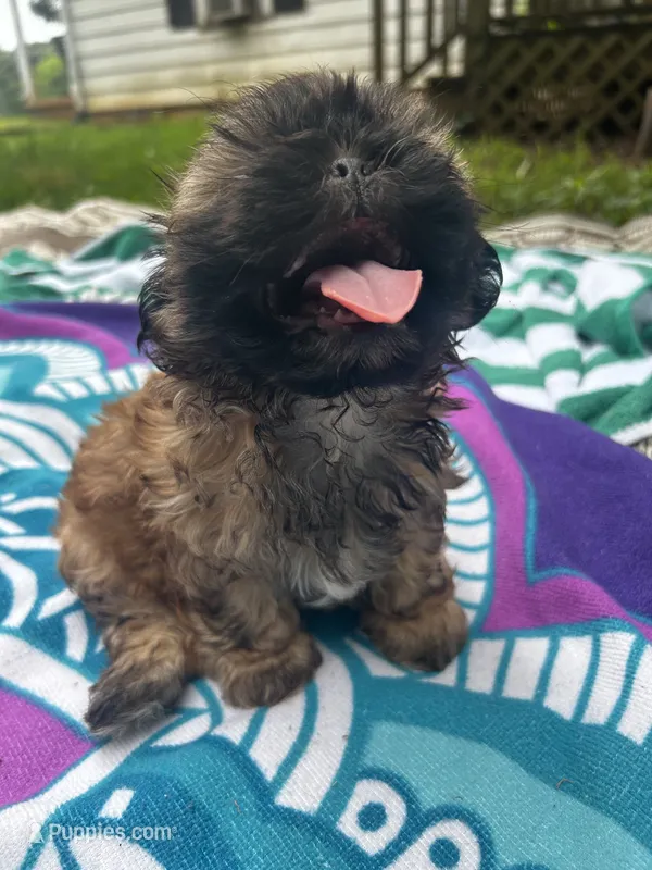 Brownie – Shih Tzu puppy for sale in Winston-Salem, NC