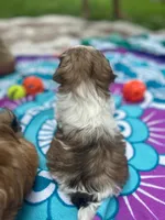 Lil Bit, a female Shih Tzu for sale in Winston-Salem, NC – 2 of 8