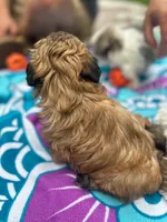 Brownie, a female Shih Tzu for sale in Winston-Salem, NC – 2 of 8