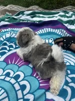 Big Gray, a male Shih Tzu for sale in Winston-Salem, NC – 6 of 8