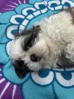 Big Gray, a male Shih Tzu for sale in Winston-Salem, NC – 3 of 8