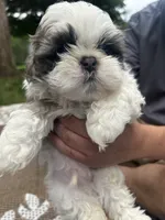 Big Gray, a male Shih Tzu for sale in Winston-Salem, NC – 1 of 8