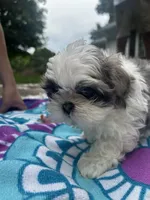 Big Gray, a male Shih Tzu for sale in Winston-Salem, NC – 5 of 8