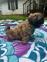 Brownie, a female Shih Tzu for sale in Winston-Salem, NC – 4 of 8