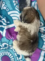 Lil Bit, a female Shih Tzu for sale in Winston-Salem, NC – 6 of 8