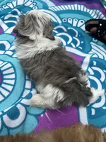 Big Gray, a male Shih Tzu for sale in Winston-Salem, NC – 7 of 8