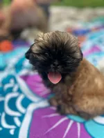 Brownie, a female Shih Tzu for sale in Winston-Salem, NC – 3 of 8