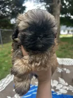 Brownie, a female Shih Tzu for sale in Winston-Salem, NC – 8 of 8