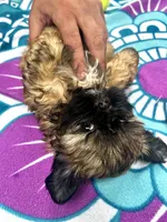 Brownie, a female Shih Tzu for sale in Winston-Salem, NC – 7 of 8