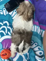 Lil Bit, a female Shih Tzu for sale in Winston-Salem, NC – 8 of 8